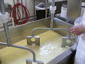 Cheese is prepared in a cheese vat that doubles as a bulk tank, keeping the milk chilled until we have enough to make cheese.