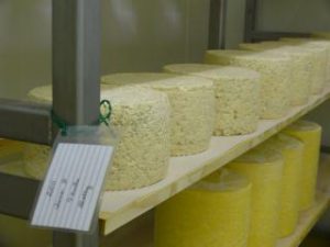 Cheese Aging at P.A. Bowen Farmstead