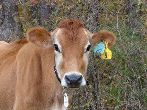 Jersey Milk Cow