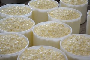 Fresh curds setting up in their molds
