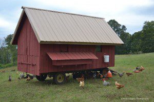Mobile Laying Hen Coop