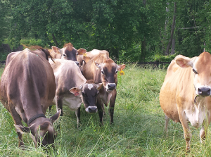 Our Jersey Milking Herd