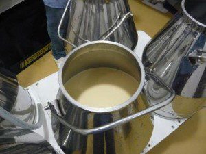 The milk goes into pails rather than travels through milk lines, to preserve its integrity for making fine cheese.