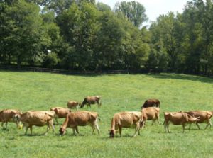 Our Jersey cows graze on lush green pasture